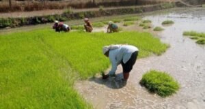 Cg News: फसल विविधीकरण से बदली धमतरी के किसानों की तक़दीर, रागी-दलहन ने खोले आय के नए द्वार