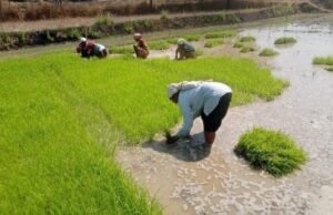 Cg News: फसल विविधीकरण से बदली धमतरी के किसानों की तक़दीर, रागी-दलहन ने खोले आय के नए द्वार