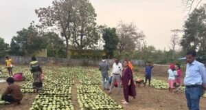 हरा सोना संग्राहकों की आय बढ़ाने की दिशा में बड़ा कदम, लगभग 920 करोड़ रुपए का होगा संभावित भुगतान