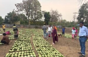 हरा सोना संग्राहकों की आय बढ़ाने की दिशा में बड़ा कदम, लगभग 920 करोड़ रुपए का होगा संभावित भुगतान